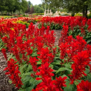 Scarlet Sage Seeds - 100 Count - Vibrant Red Flowers for Garden & Containers - Image 2
