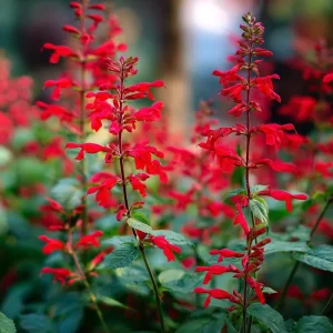 Scarlet Sage Seeds - 100 Count - Vibrant Red Flowers for Garden & Containers - Image 3