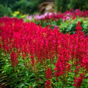 Scarlet Sage Seeds - 100 Count - Vibrant Red Flowers for Garden & Containers - Image 4
