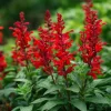Scarlet Sage Seeds - 100 Count - Vibrant Red Flowers for Garden & Containers - Image 1