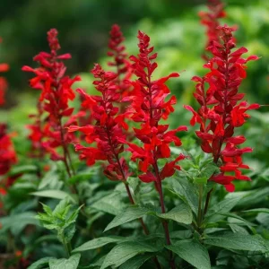 Scarlet Sage Seeds - 100 Count - Vibrant Red Flowers for Garden & Containers - Image 1