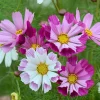 Sea Shells Cosmos Seeds - Pink, White, Magenta Flowers, 100 Seeds - Image 1