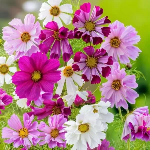 Sea Shells Cosmos Seeds - Pink, White, Magenta Flowers, 100 Seeds - Image 2