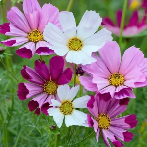 Sea Shells Cosmos Seeds - Pink, White, Magenta Flowers, 100 Seeds - Image 3