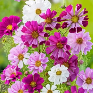 Sea Shells Cosmos Seeds - Pink, White, Magenta Flowers, 100 Seeds - Image 4