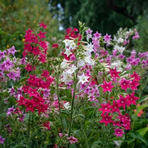 Sensation Flowering Tobacco Seeds Mix – Nicotiana Alata – 500 Seeds – Fragrant, Vibrant Colors, Attracts Pollinators - Image 2