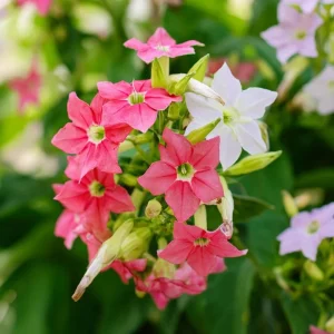 Sensation Flowering Tobacco Seeds Mix – Nicotiana Alata – 500 Seeds – Fragrant, Vibrant Colors, Attracts Pollinators - Image 3