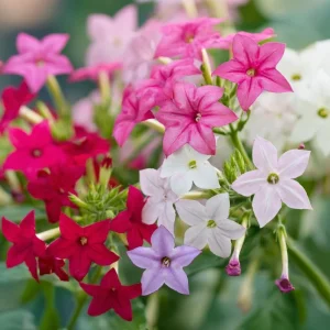 Sensation Flowering Tobacco Seeds Mix – Nicotiana Alata – 500 Seeds – Fragrant, Vibrant Colors, Attracts Pollinators - Image 4