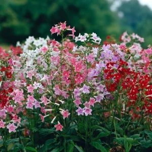Sensation Flowering Tobacco Seeds Mix – Nicotiana Alata – 500 Seeds – Fragrant, Vibrant Colors, Attracts Pollinators - Image 5