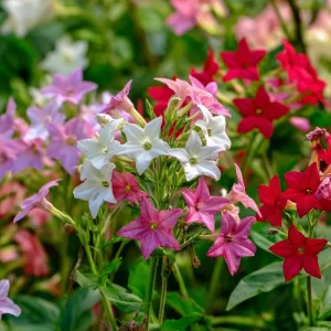 Sensation Flowering Tobacco Seeds Mix – Nicotiana Alata – 500 Seeds – Fragrant, Vibrant Colors, Attracts Pollinators - Image 6