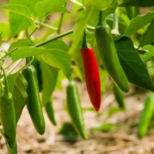 Serrano Pepper Live Plant - 2 Plants per 4-inch Pot, 100 Days Old, Hot Pepper Plant for Year-Round Harvest - Image 2