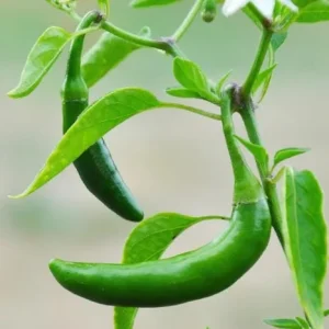 Serrano Pepper Live Plant - 2 Plants per 4-inch Pot, 100 Days Old, Hot Pepper Plant for Year-Round Harvest - Image 3