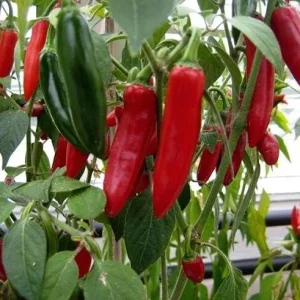 Serrano Pepper Live Plant - 2 Plants per 4-inch Pot, 100 Days Old, Hot Pepper Plant for Year-Round Harvest - Image 5