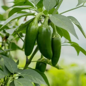 Serrano Pepper Live Plant - 2 Plants per 4-inch Pot, 100 Days Old, Hot Pepper Plant for Year-Round Harvest - Image 6