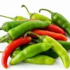 Serrano Pepper Live Plant - 2 Plants per 4-inch Pot, 100 Days Old, Hot Pepper Plant for Year-Round Harvest - Image 1