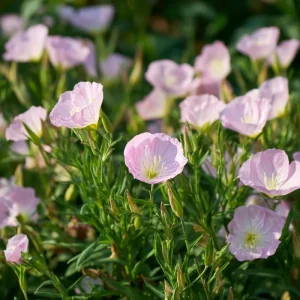 Showy Evening Primrose Seeds – Pink Fragrant Blooms, 500 Seeds, Perennial - Image 2