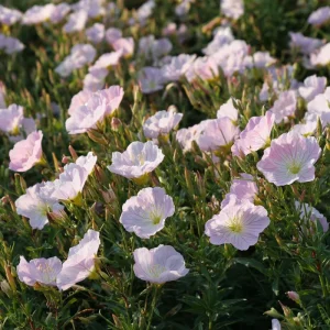 Showy Evening Primrose Seeds – Pink Fragrant Blooms, 500 Seeds, Perennial - Image 3