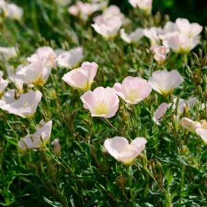Showy Evening Primrose Seeds – Pink Fragrant Blooms, 500 Seeds, Perennial - Image 4