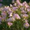 Showy Evening Primrose Seeds – Pink Fragrant Blooms, 500 Seeds, Perennial - Image 1