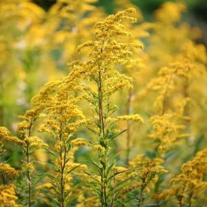 Showy Goldenrod Seeds – 200 Count, Easy-to-Grow Perennial, Bright Yellow Blooms, Outdoor - Image 2