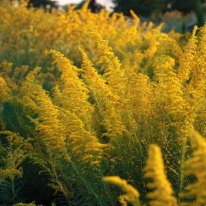 Showy Goldenrod Seeds – 200 Count, Easy-to-Grow Perennial, Bright Yellow Blooms, Outdoor - Image 3