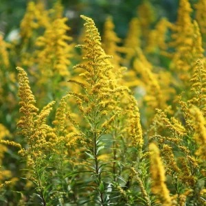 Showy Goldenrod Seeds – 200 Count, Easy-to-Grow Perennial, Bright Yellow Blooms, Outdoor - Image 4