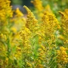 Showy Goldenrod Seeds – 200 Count, Easy-to-Grow Perennial, Bright Yellow Blooms, Outdoor - Image 1