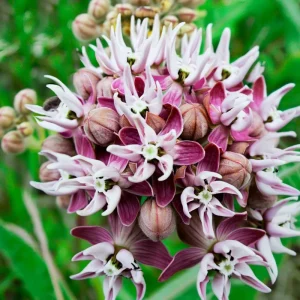 Showy Milkweed Seeds – Asclepias speciosa – 50 Seeds – Native Wildflower for Pollinators - Image 2