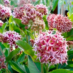 Showy Milkweed Seeds – Asclepias speciosa – 50 Seeds – Native Wildflower for Pollinators - Image 3