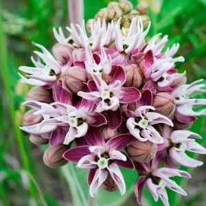 Showy Milkweed Seeds – Asclepias speciosa – 50 Seeds – Native Wildflower for Pollinators - Image 4