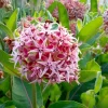 Showy Milkweed Seeds – Asclepias speciosa – 50 Seeds – Native Wildflower for Pollinators - Image 1