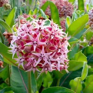 Showy Milkweed Seeds – Asclepias speciosa – 50 Seeds – Native Wildflower for Pollinators - Image 1