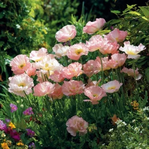 Silky Chiffon Poppy Seeds - Appleblossom, 100 Seeds, Delicate Pink & Apricot Blooms, Outdoor - Image 3