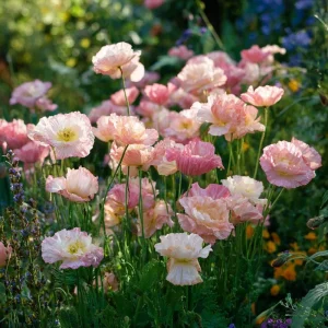 Silky Chiffon Poppy Seeds - Appleblossom, 100 Seeds, Delicate Pink & Apricot Blooms, Outdoor - Image 5