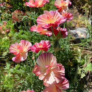 Silky Chiffon Poppy Seeds - Appleblossom, 100 Seeds, Delicate Pink & Apricot Blooms, Outdoor - Image 6