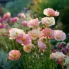 Silky Chiffon Poppy Seeds - Appleblossom, 100 Seeds, Delicate Pink & Apricot Blooms, Outdoor - Image 1
