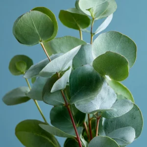 Silver Dollar Eucalyptus Seeds - 10 Seeds, Fragrant Foliage, Eucalyptus Polyanthemos - Image 4