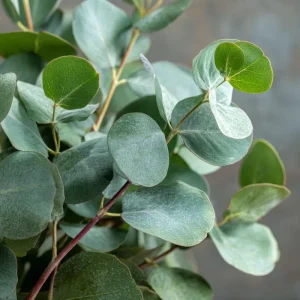 Silver Dollar Eucalyptus Seeds - 10 Seeds, Fragrant Foliage, Eucalyptus Polyanthemos - Image 5