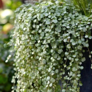 Silver Falls Dichondra Seeds – 10 Count – Cascading Foliage, Drought Tolerant - Image 2