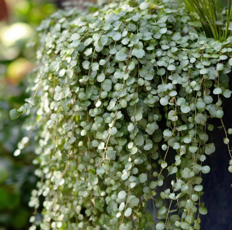 Silver Falls Dichondra Seeds – 10 Count – Cascading Foliage, Drought Tolerant - Image 2