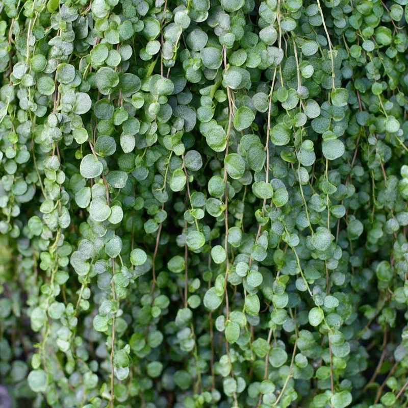 Silver Falls Dichondra Seeds – 10 Count – Cascading Foliage, Drought Tolerant - Image 3