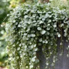 Silver Falls Dichondra Seeds – 10 Count – Cascading Foliage, Drought Tolerant - Image 1