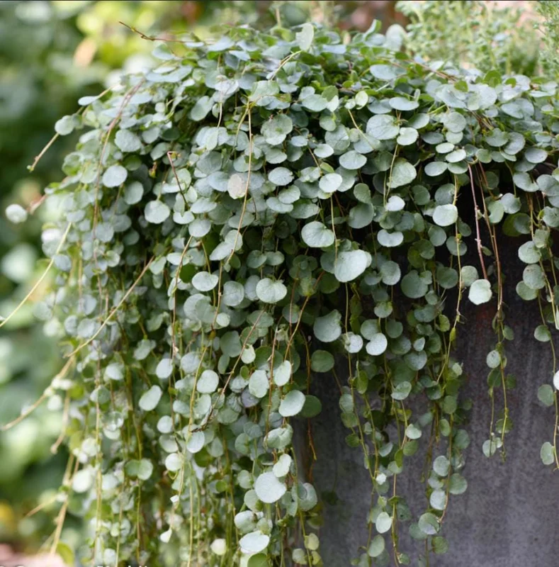 Silver Falls Dichondra Seeds – 10 Count – Cascading Foliage, Drought Tolerant - Image 1