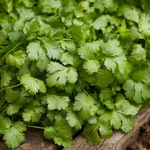 Slow Bolt Cilantro Seeds - 150 Count - Heat-Tolerant, Fragrant Herb - Image 3