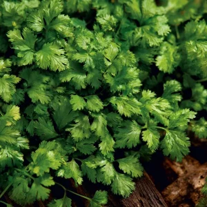 Slow Bolt Cilantro Seeds - 150 Count - Heat-Tolerant, Fragrant Herb - Image 1