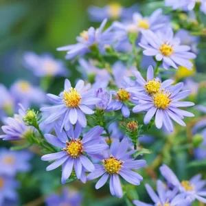 Smooth Blue Aster Seeds - 500 Seeds - Pollinator-Friendly Flower Perennial - Image 2