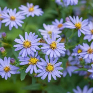 Smooth Blue Aster Seeds - 500 Seeds - Pollinator-Friendly Flower Perennial - Image 4