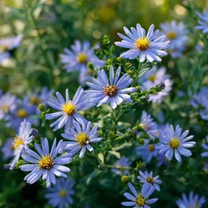 Smooth Blue Aster Seeds - 500 Seeds - Pollinator-Friendly Flower Perennial - Image 5