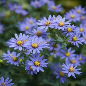 Smooth Blue Aster Seeds - 500 Seeds - Pollinator-Friendly Flower Perennial - Image 6