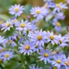 Smooth Blue Aster Seeds - 500 Seeds - Pollinator-Friendly Flower Perennial - Image 1